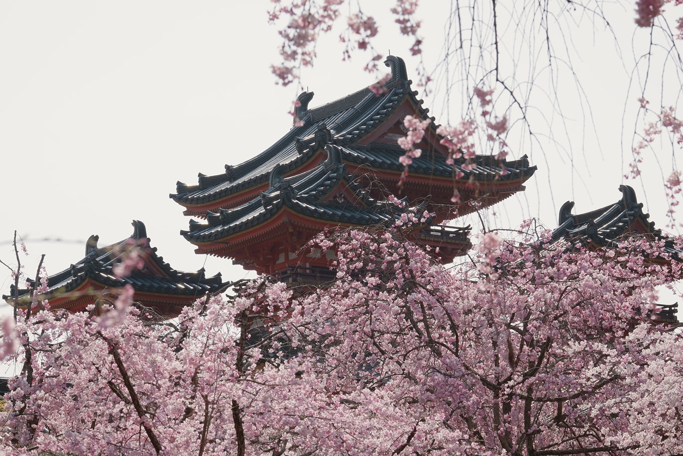 八重紅枝垂れ桜
